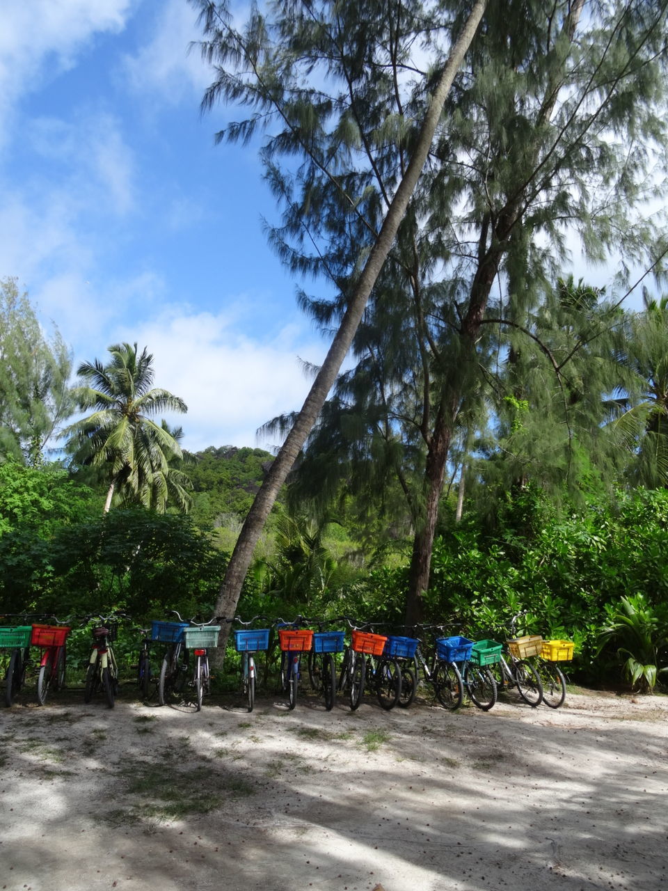 VIEW OF PALM TREES