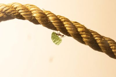Close-up of rope against white background