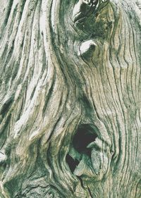 Full frame shot of tree trunk