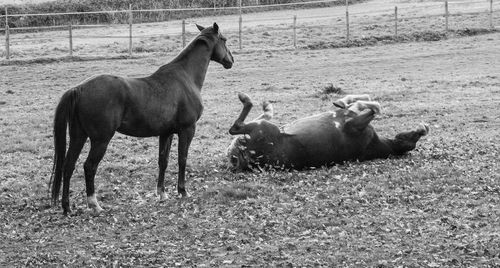 Horses in a field