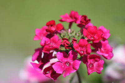 Close-up of pink flowers