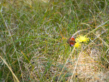 Close-up of insect on grass