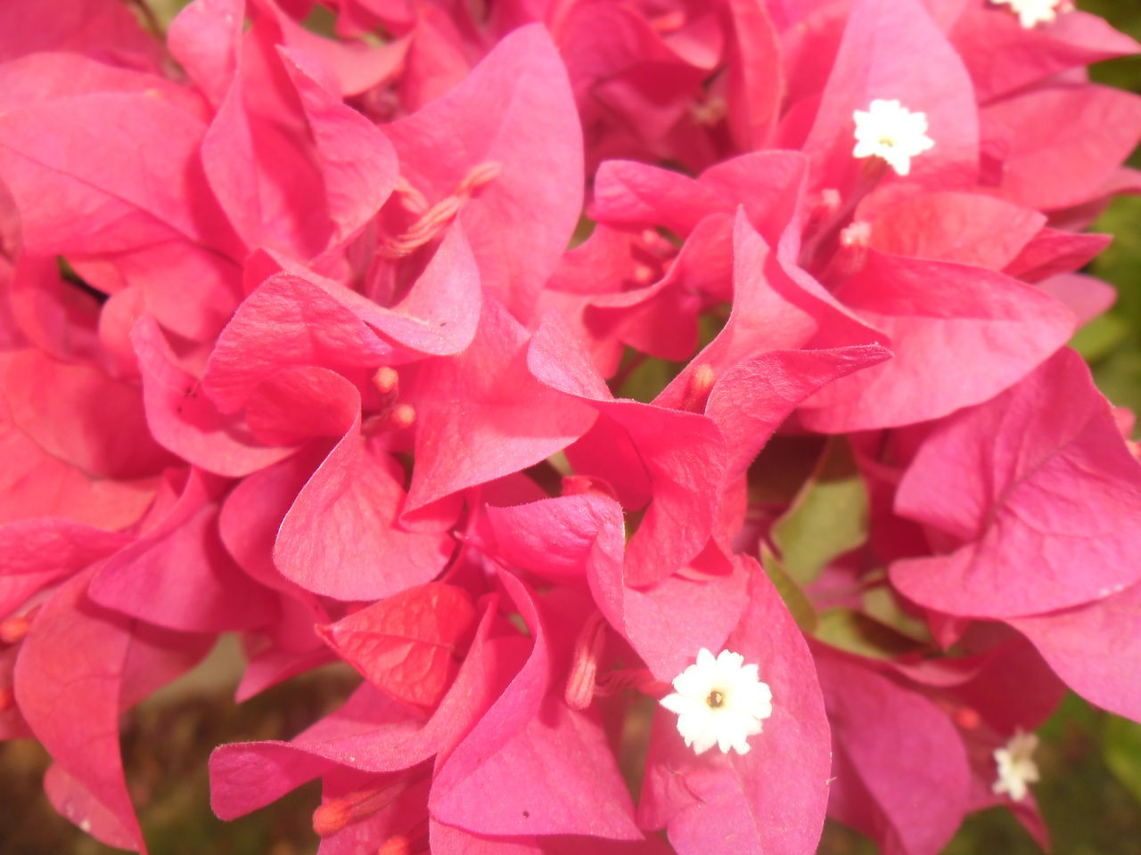 CLOSE-UP OF PINK ROSE FLOWERS