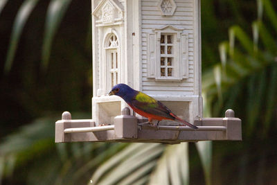 View of bird perching on feeder