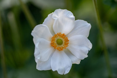 Close-up of white flower