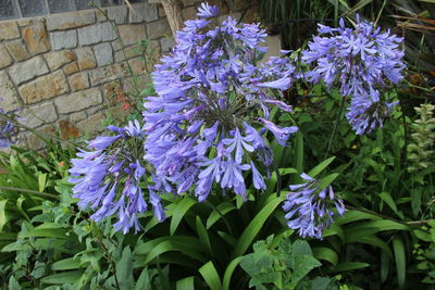 Close-up of purple flowers