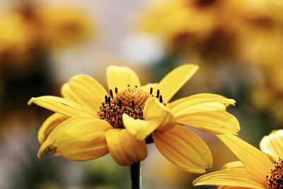 Close-up of yellow flowers blooming outdoors