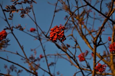 Low angle view of red berries on tree