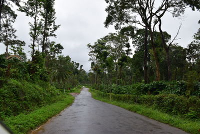 Empty road amidst trees