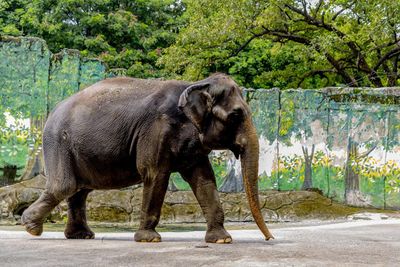 Elephant standing in a tree