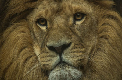 Close-up portrait of a cat