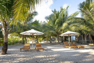 Chairs and palm trees on beach against sky