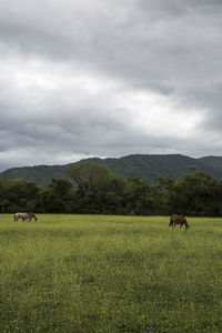 View of sheep on grassy field against cloudy sky