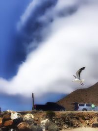 Birds flying over the sea