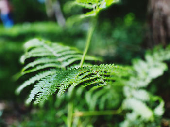 Close up of fern 