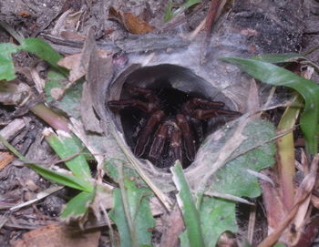 High angle view of insect on plant