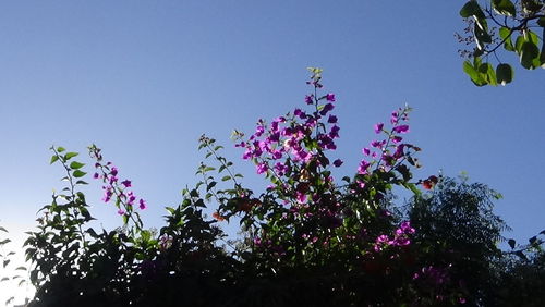 Low angle view of flowering tree against clear sky