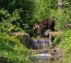 Brown bear walks in the forest