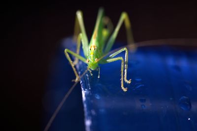 Close-up of damselfly on blue leaf
