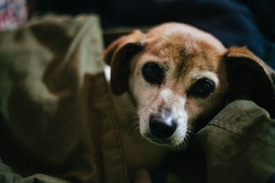 Close-up portrait of dog