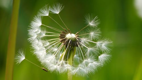 Close-up of seeds on dandelion against green background
