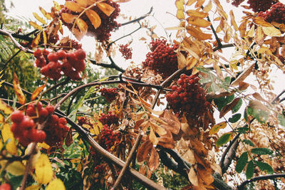 Low angle view of tree during autumn