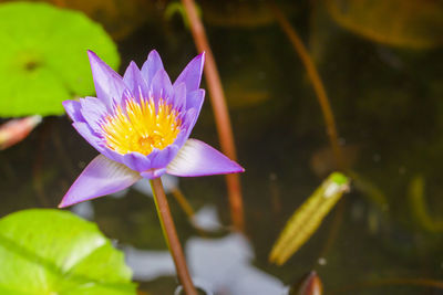 Close-up of lotus water lily in pond