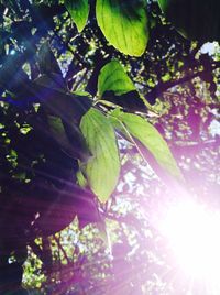 Low angle view of trees