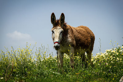Portrait of donkey standing on field against sky