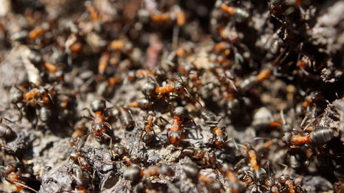 Full frame shot of christmas tree