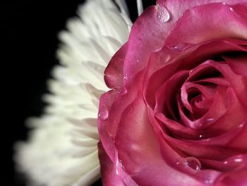 Close-up of pink rose