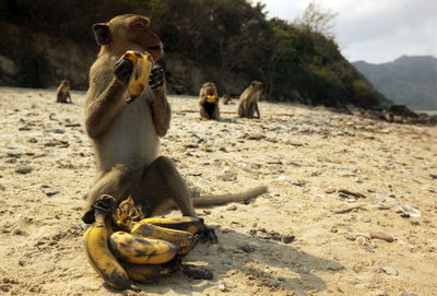 Monkey looking away while holding banana on beach