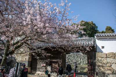 Cherry blossom tree by building against sky