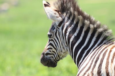 Close-up of a zebra