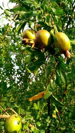 Low angle view of fruits on tree