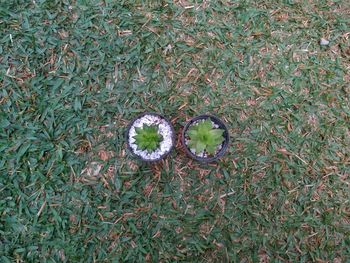 High angle view of flowering plants on land