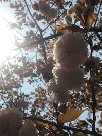 Low angle view of cherry blossom tree