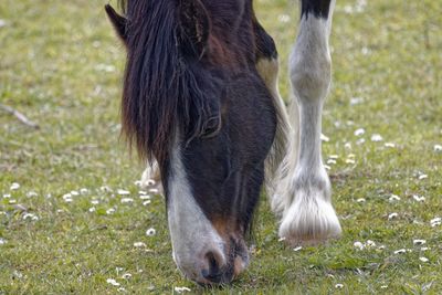 Horse in a field