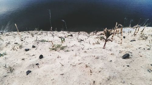 Close-up of plants on sand at beach