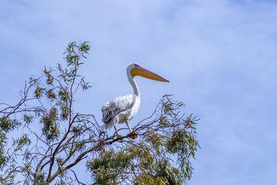 Low angle view of bird perching on a tree