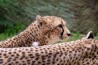 Close-up of giraffe