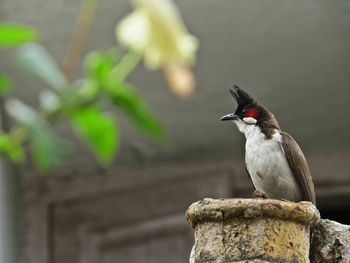 Close-up of bird perching outdoors