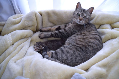 Cat sleeping on bed