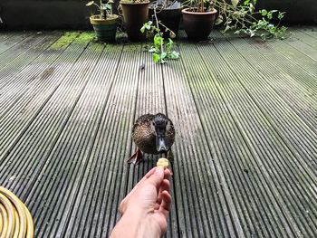 Cropped hand feeding duck in yard