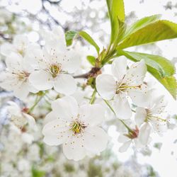 Close-up of apple blossoms in spring