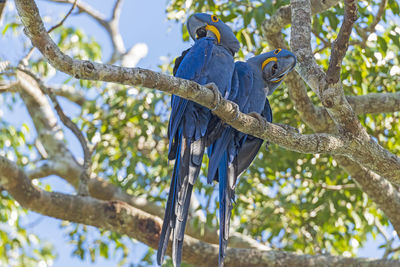 Low angle view of parrot perching on tree