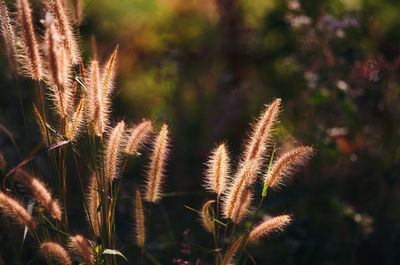plant