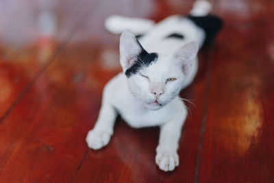 Close-up of a cat