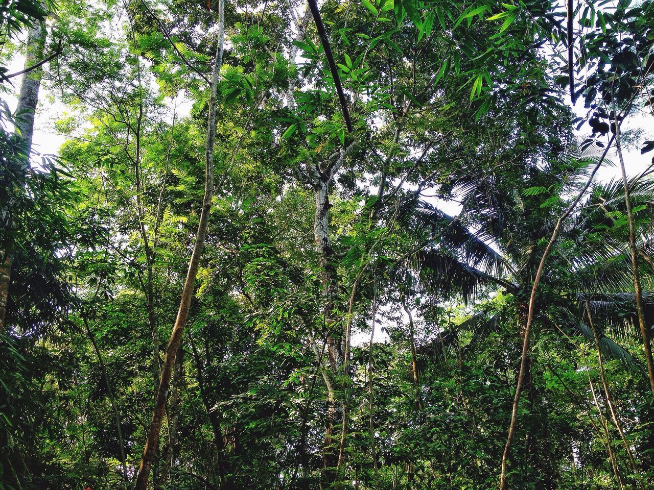 LOW ANGLE VIEW OF LUSH TREES IN THE FOREST