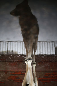 Close-up of a dog